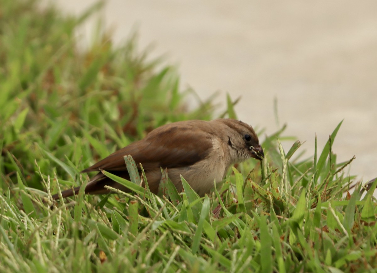 Pin-tailed Whydah - ML642607642