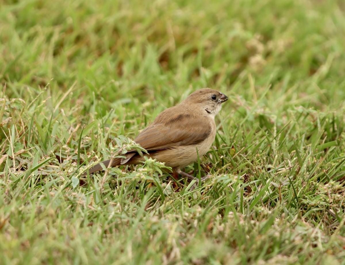 Pin-tailed Whydah - ML642607647