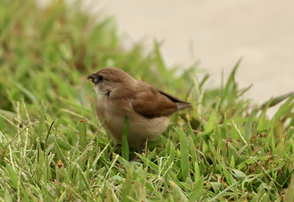 Pin-tailed Whydah - ML642607649
