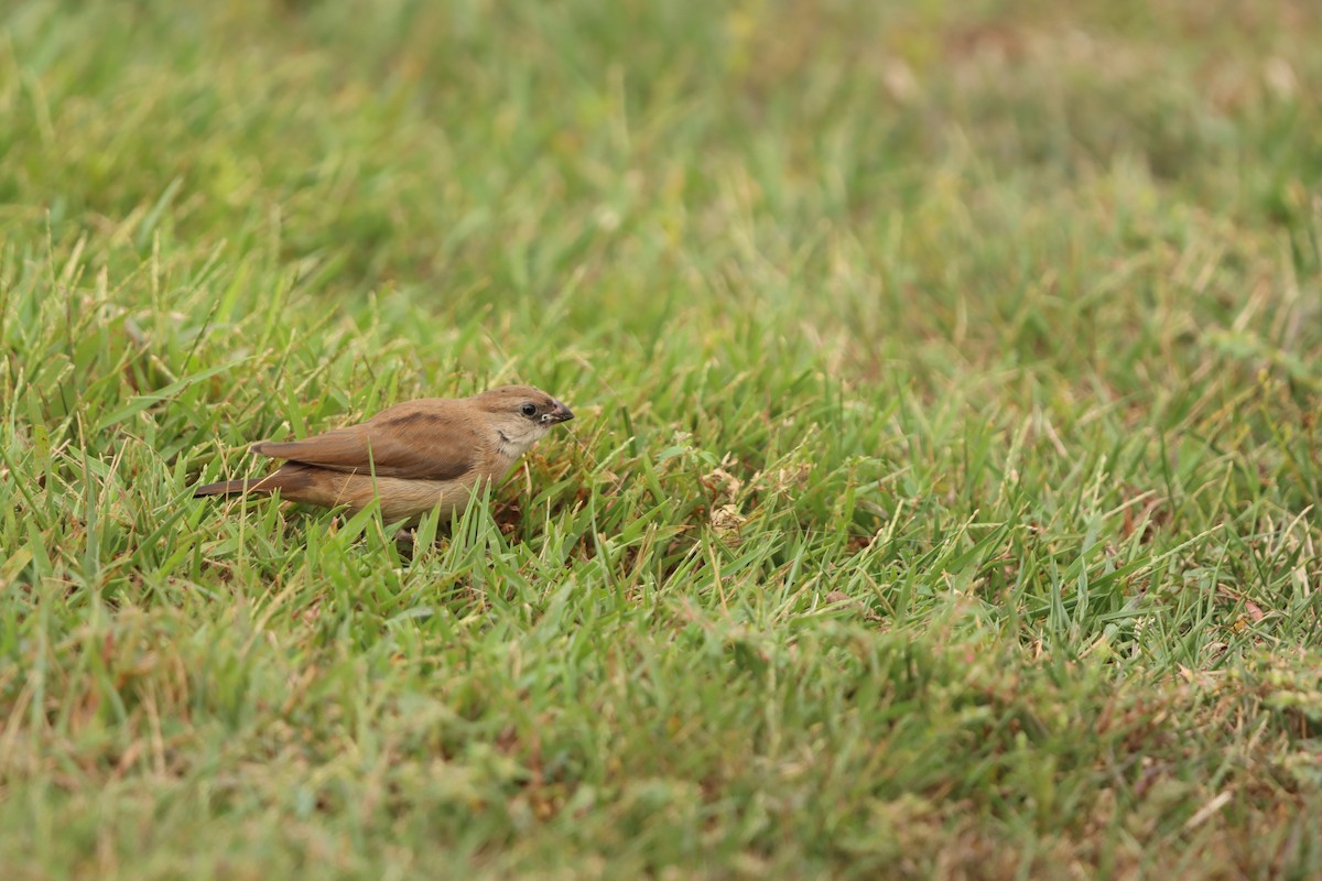 Pin-tailed Whydah - ML642607650