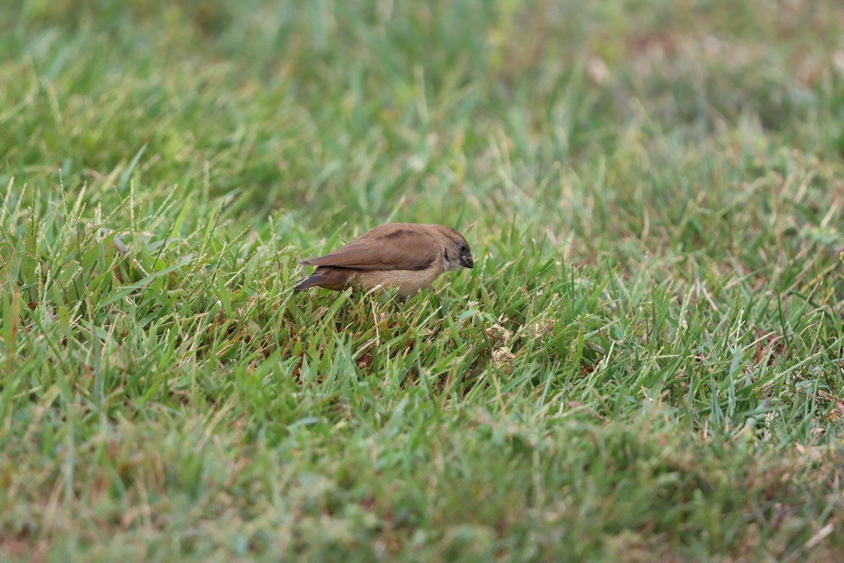 Pin-tailed Whydah - ML642607653
