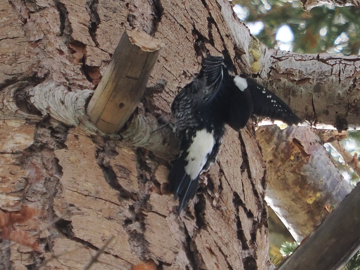 Williamson's Sapsucker - ML642607658