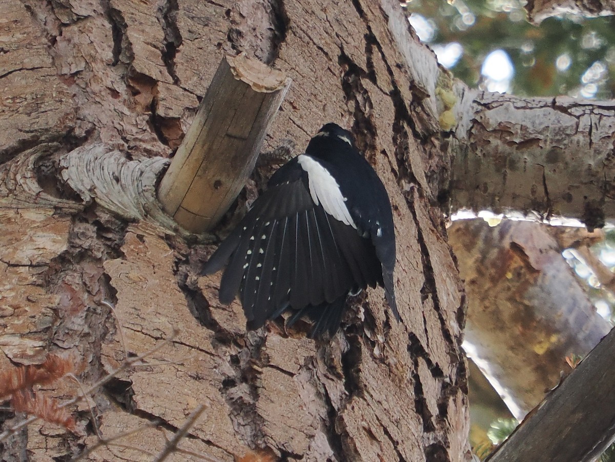 Williamson's Sapsucker - ML642607659