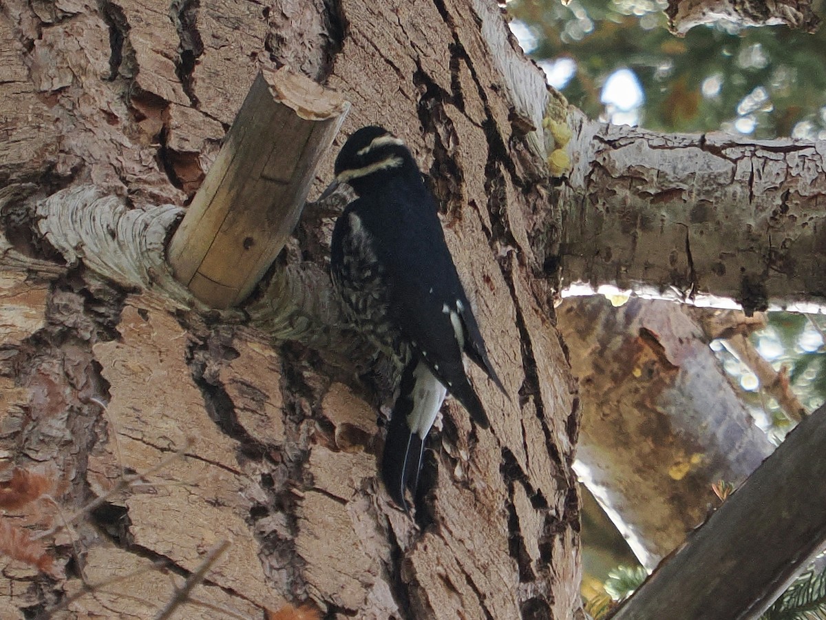 Williamson's Sapsucker - ML642607660