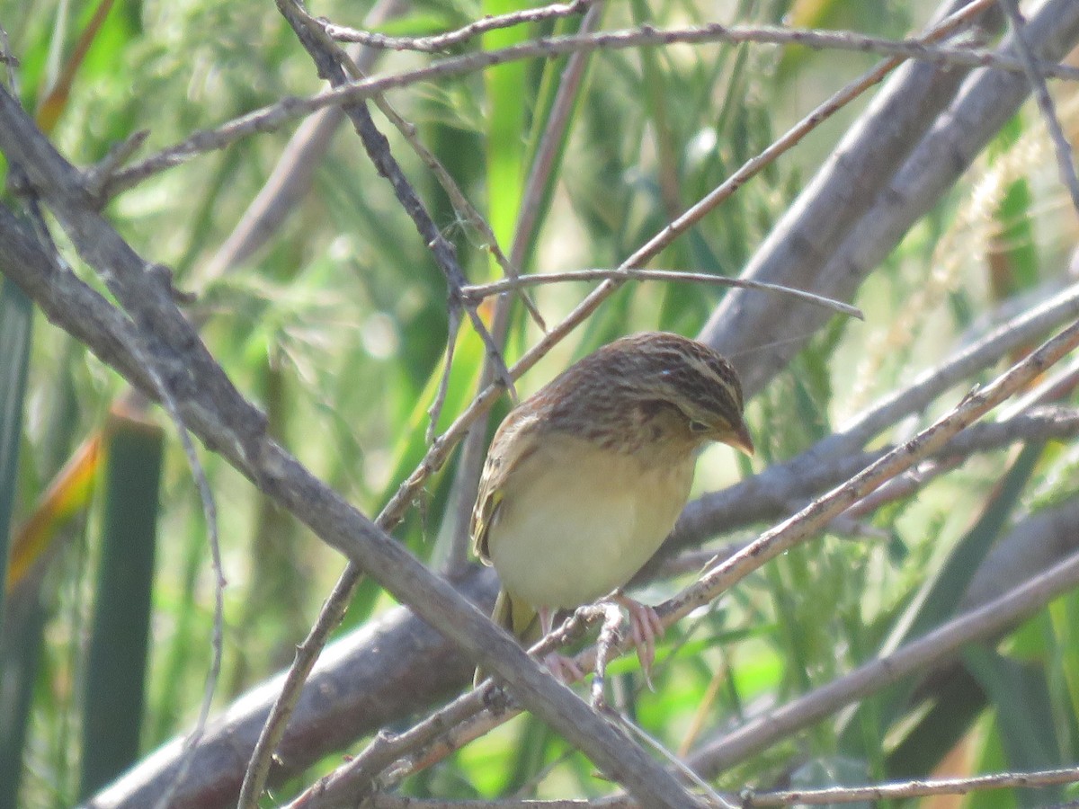 Grasshopper Sparrow - ML642607661