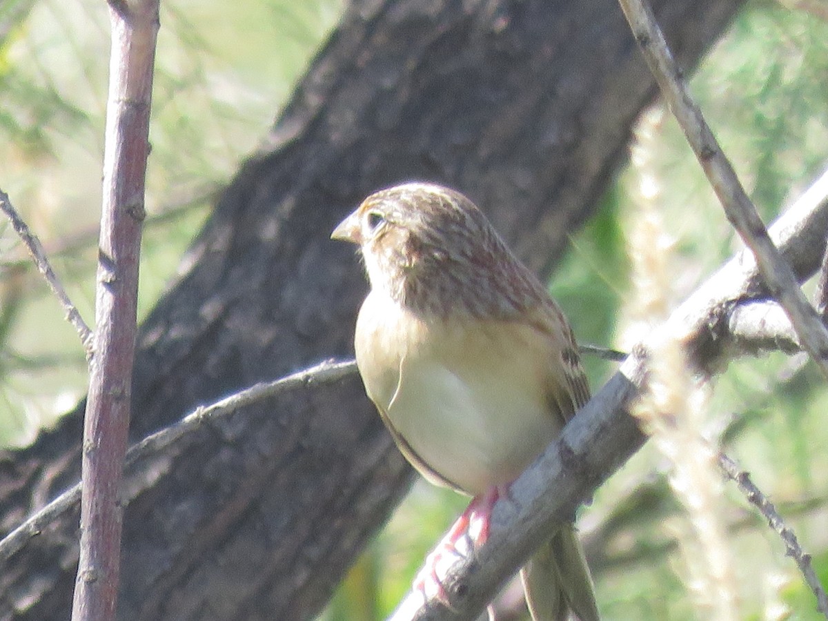 Grasshopper Sparrow - ML642607662