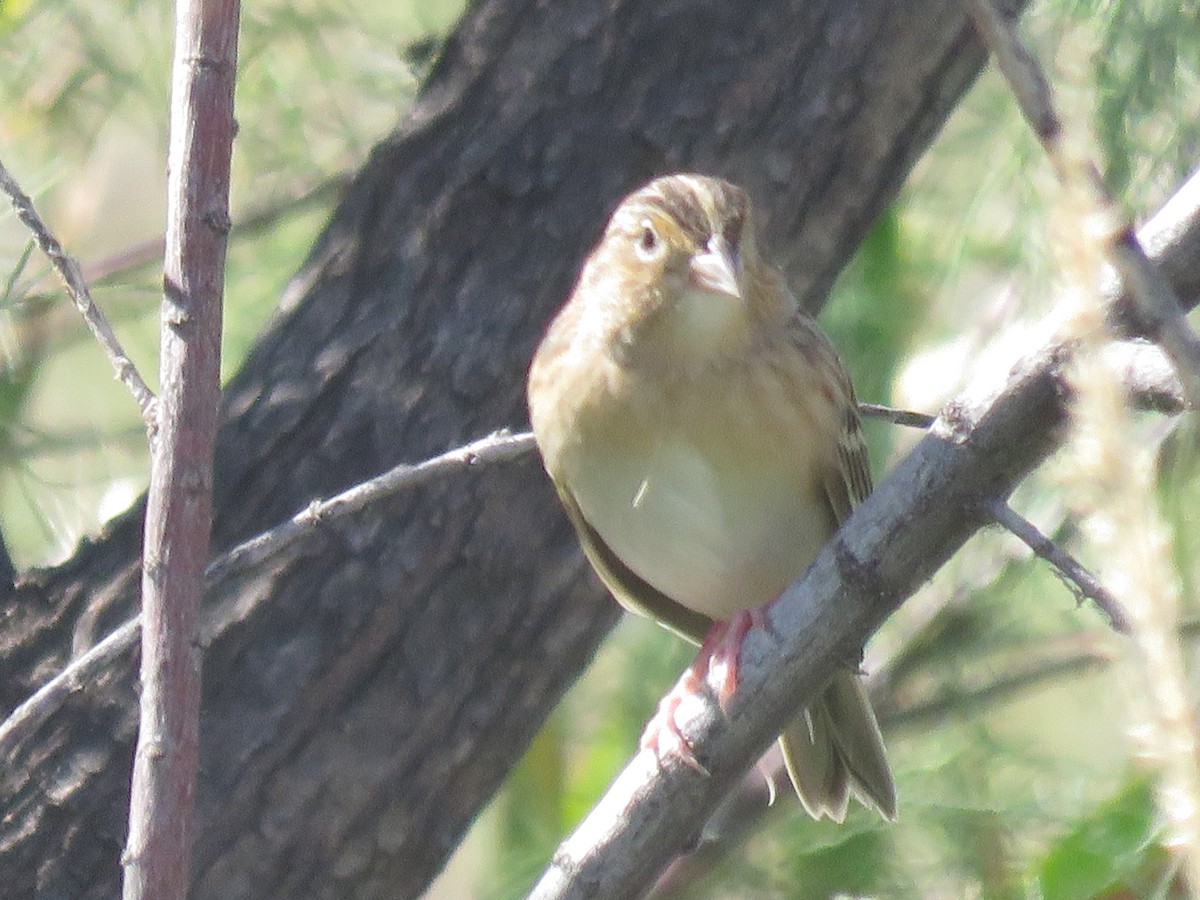 Grasshopper Sparrow - ML642607663