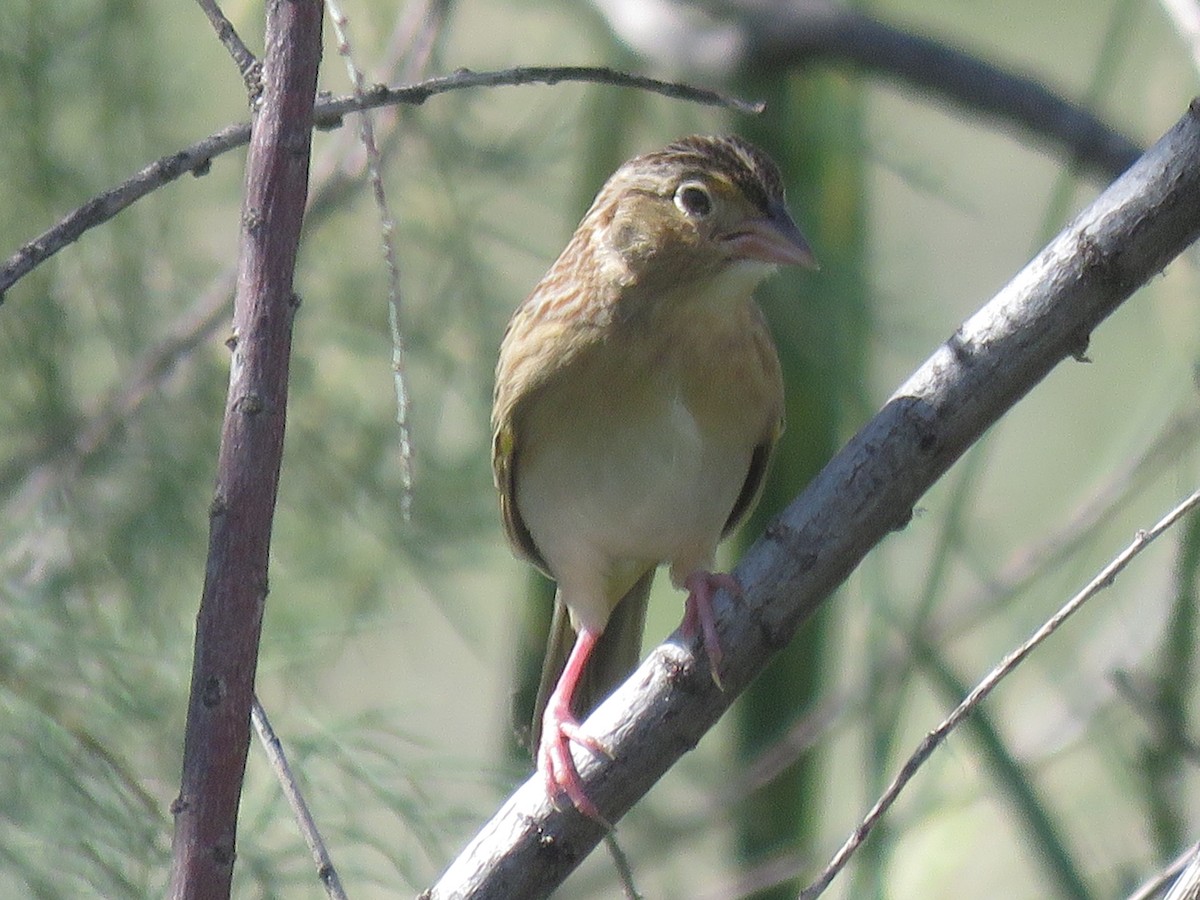 Grasshopper Sparrow - ML642607664
