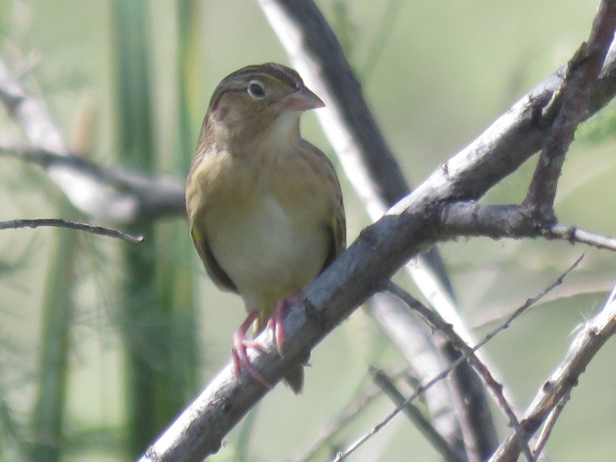 Grasshopper Sparrow - ML642607666