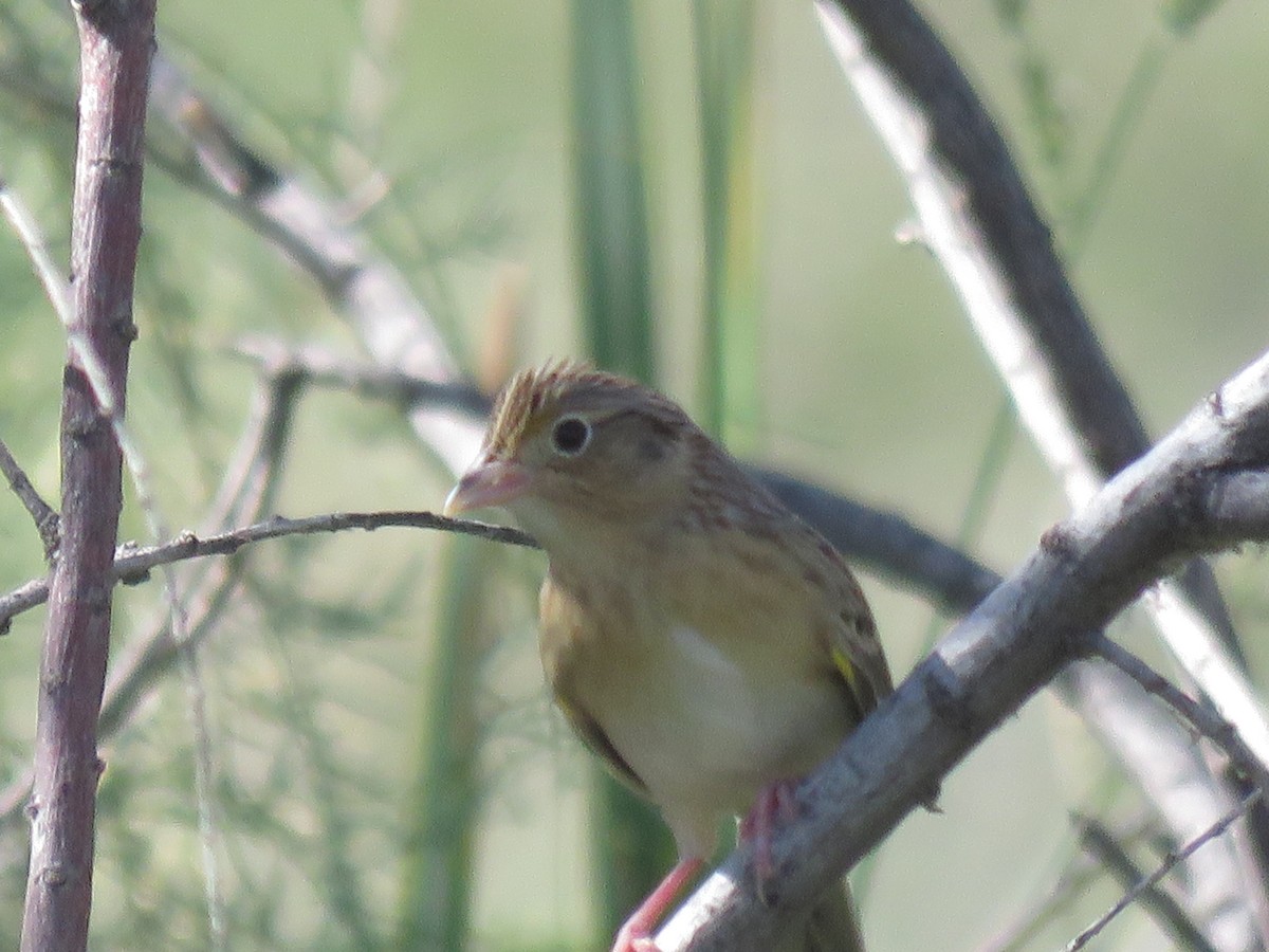 Grasshopper Sparrow - ML642607667