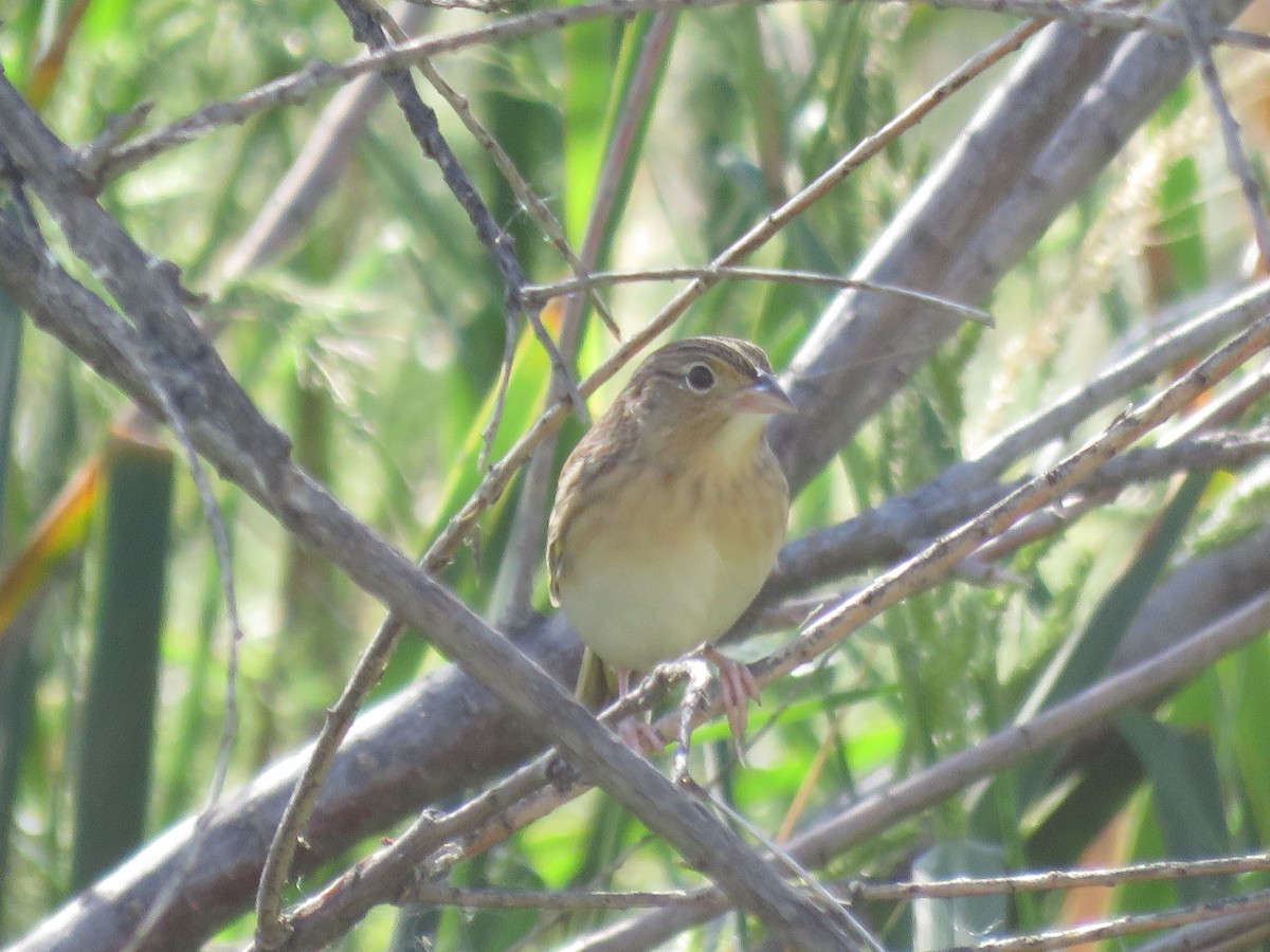 Grasshopper Sparrow - ML642607668