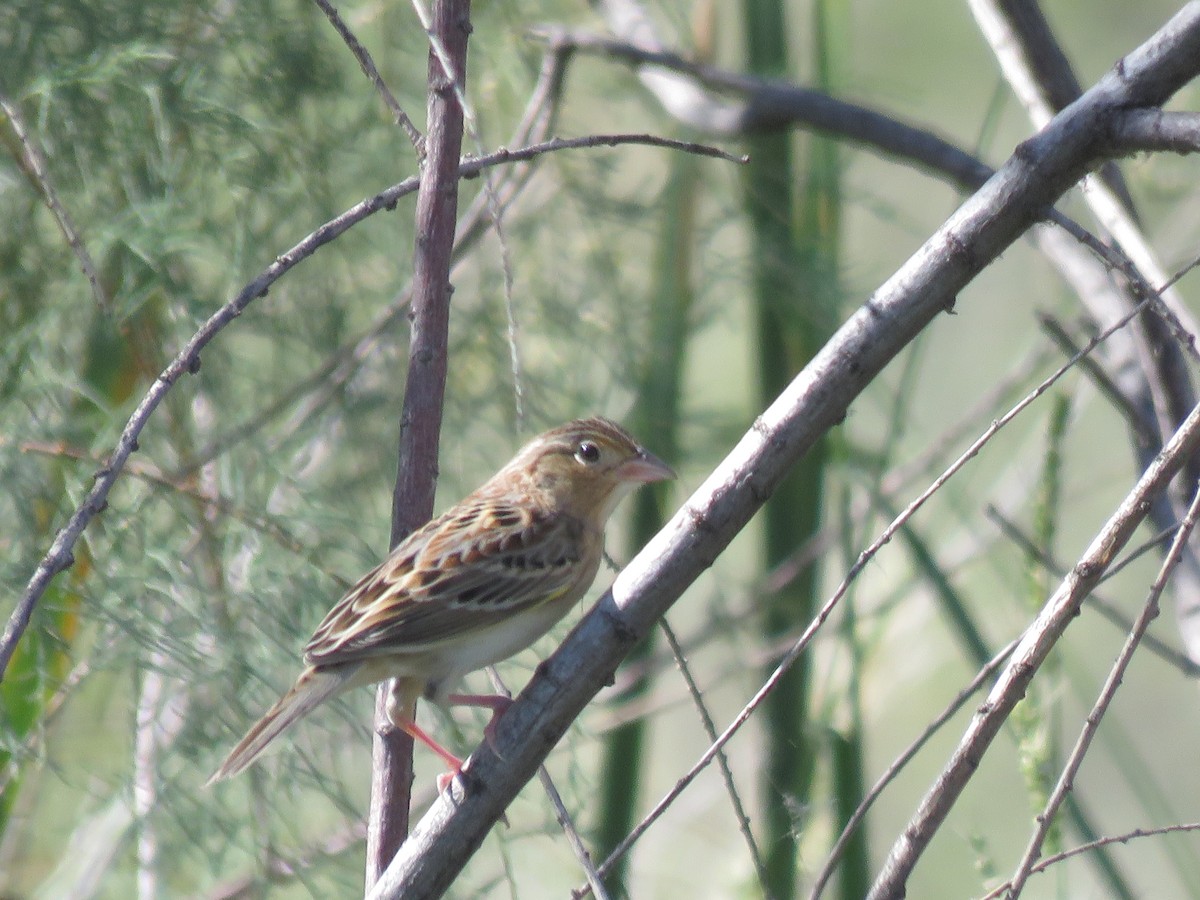 Grasshopper Sparrow - ML642607669