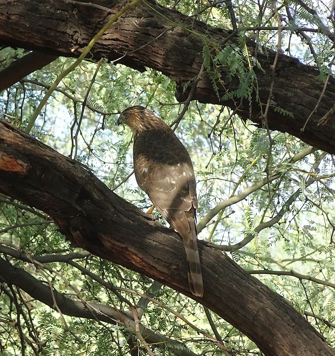 Cooper's Hawk - ML642607673