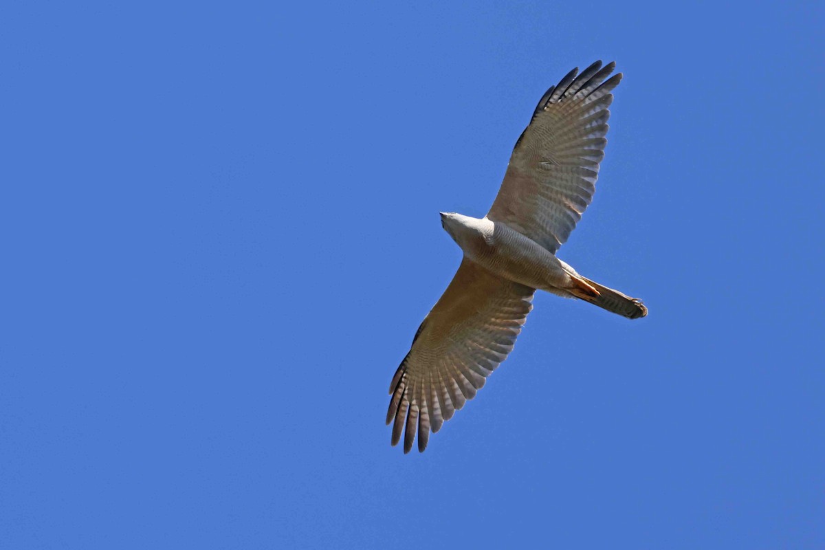 Brown Goshawk - ML642607678