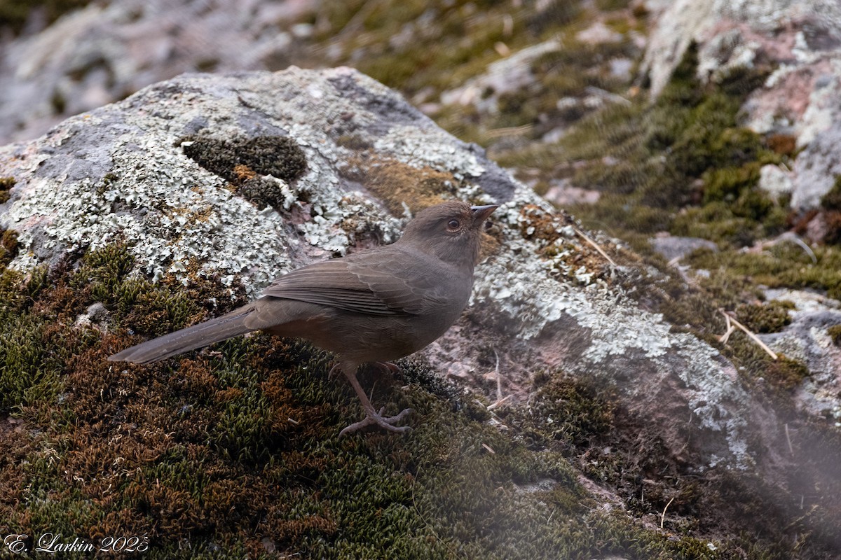 Wrentit - ML642607692