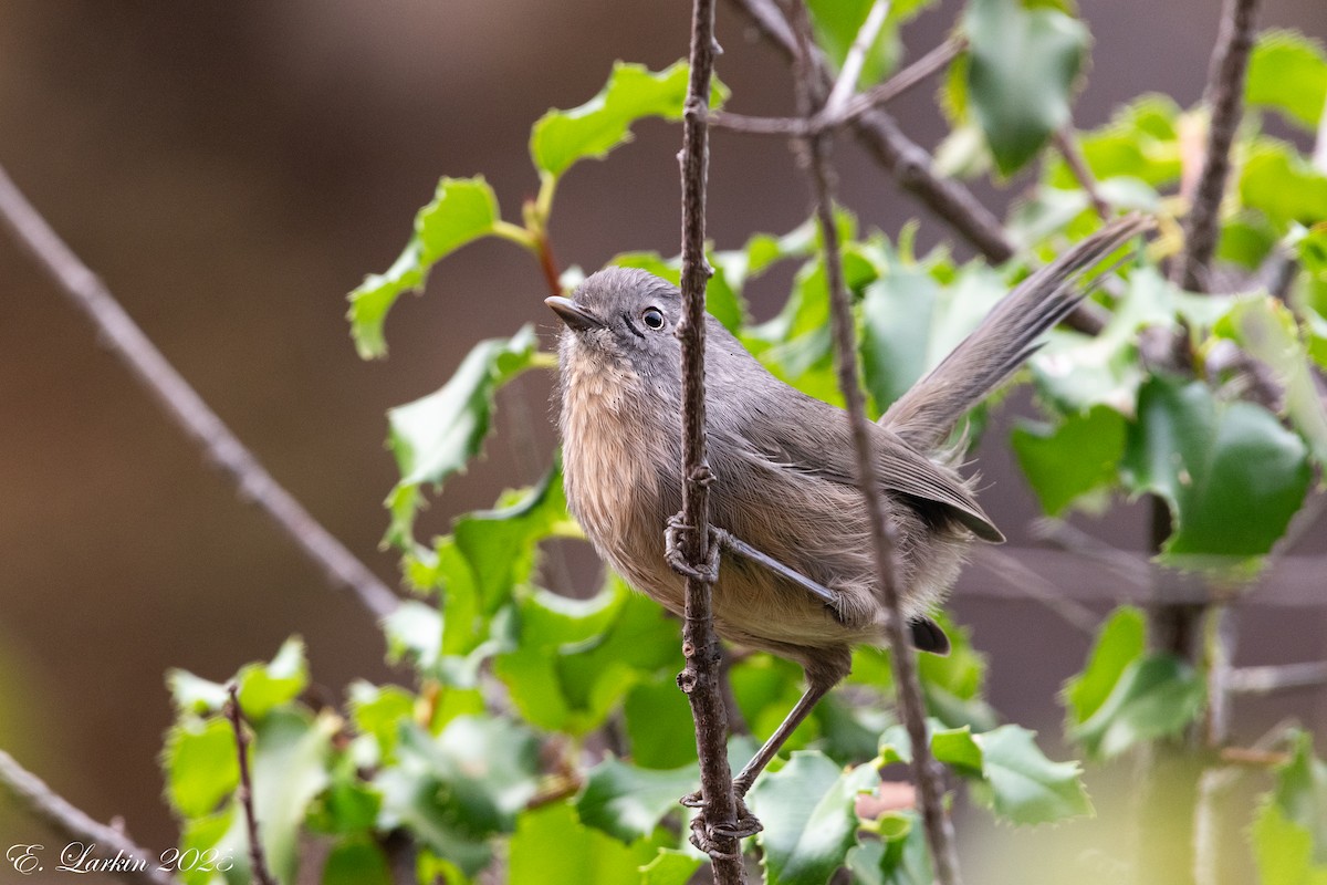 Wrentit - ML642607693