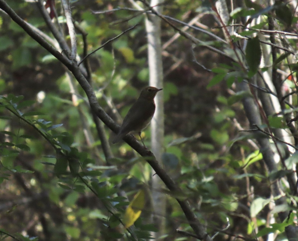 Swainson's Thrush (Olive-backed) - ML642607704