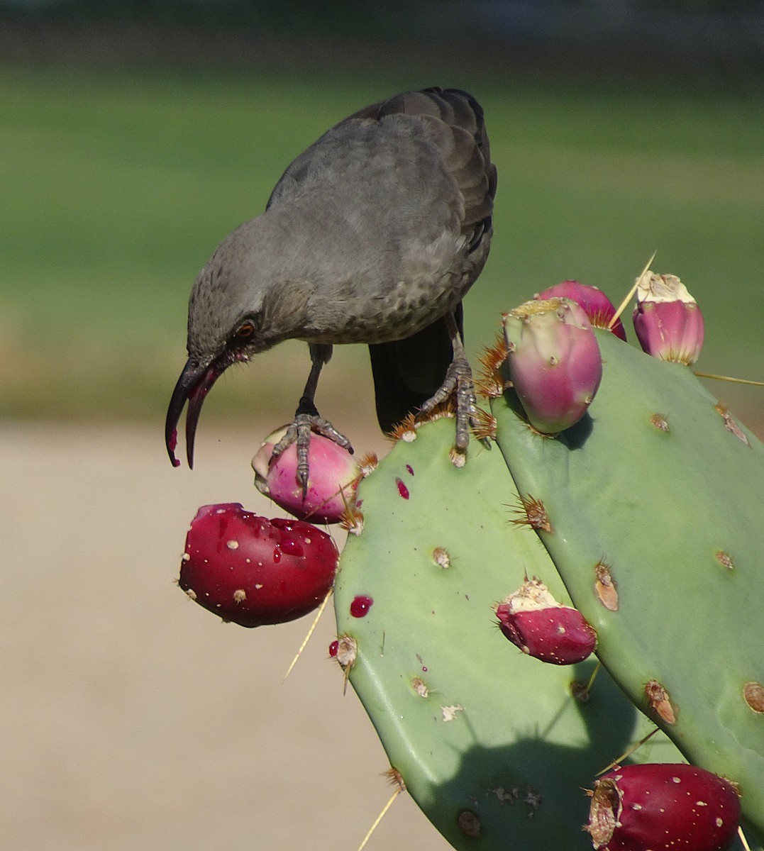 Curve-billed Thrasher (palmeri Group) - ML642607715