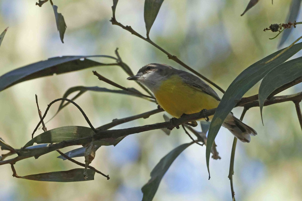 White-throated Gerygone - ML642607718