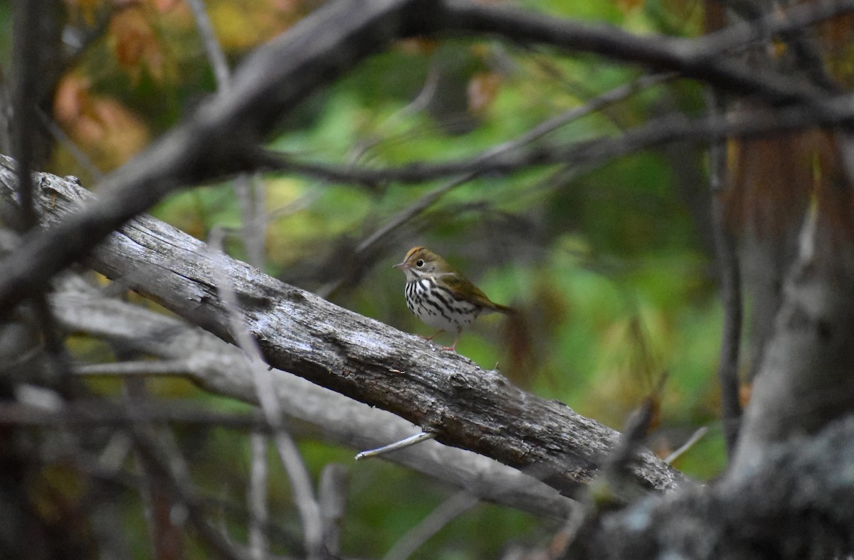 Ovenbird - ML642607725
