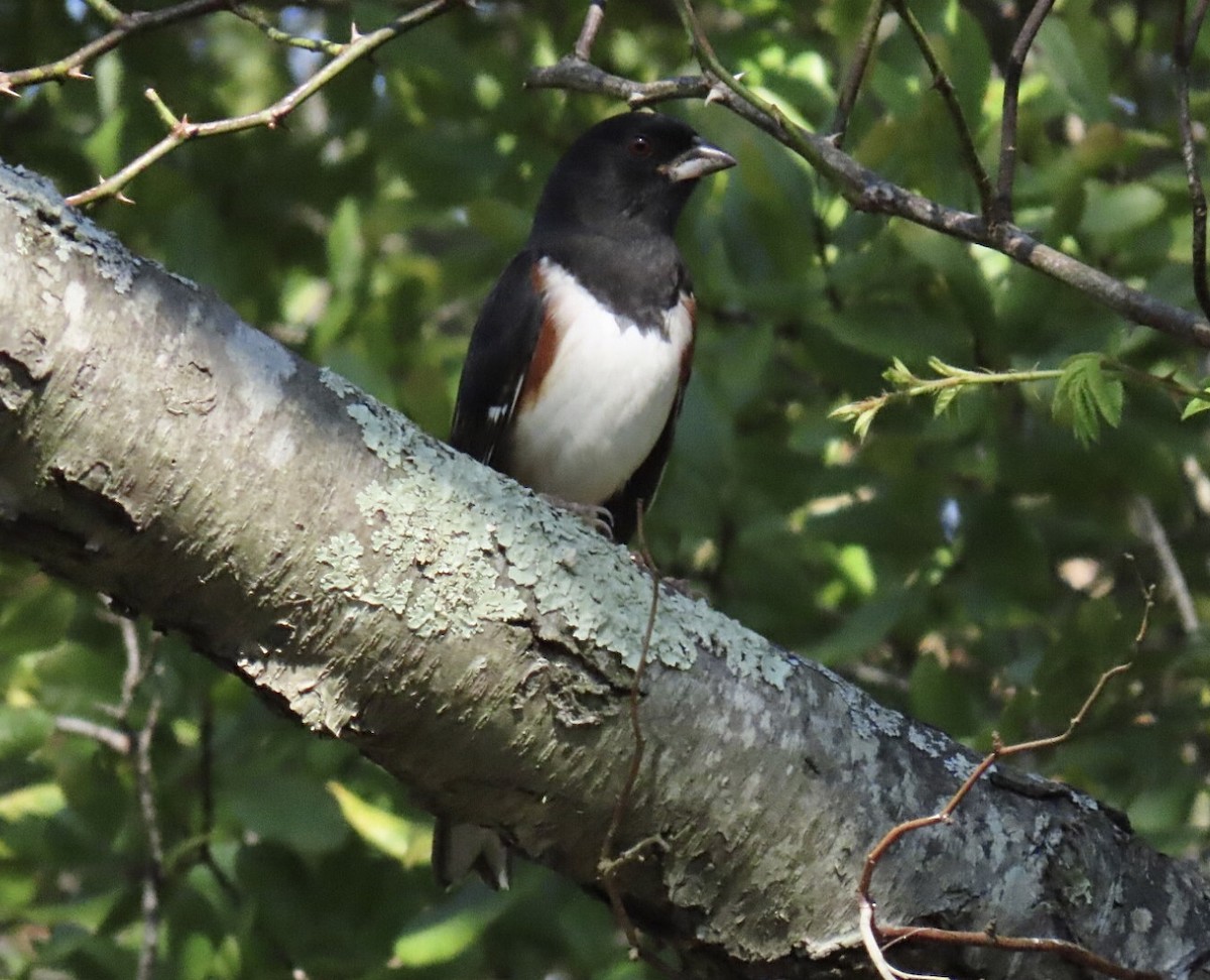 Eastern Towhee - ML642607753