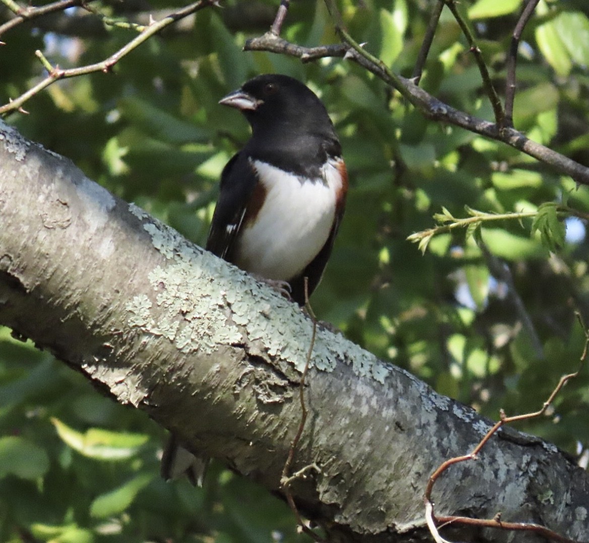 Eastern Towhee - ML642607754