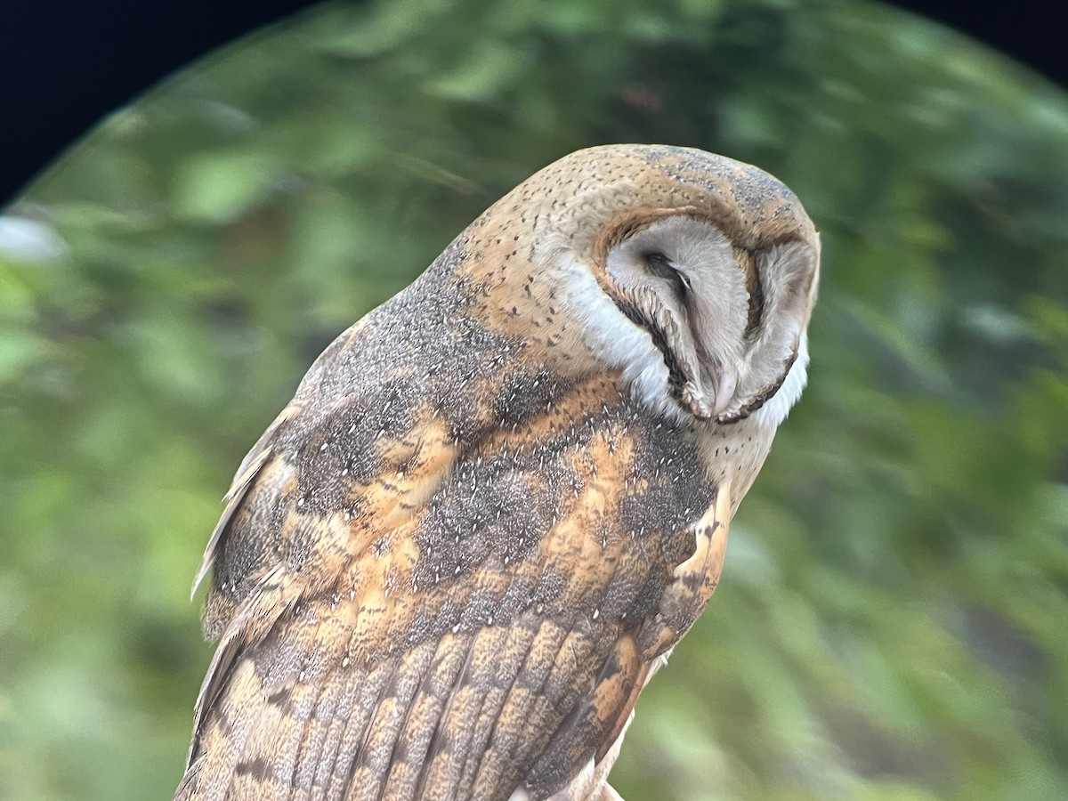 American Barn Owl - ML642607778