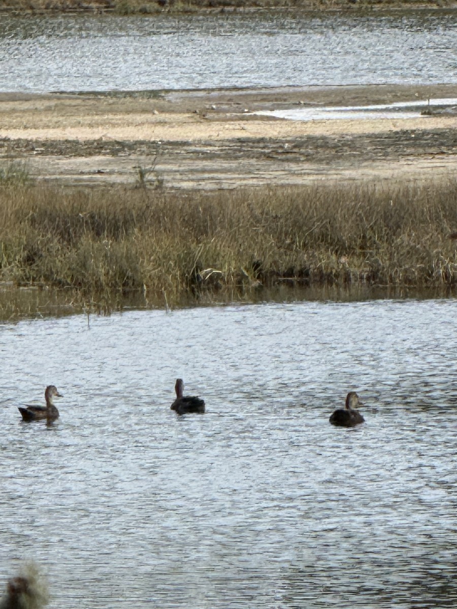 American Black Duck - ML642607804