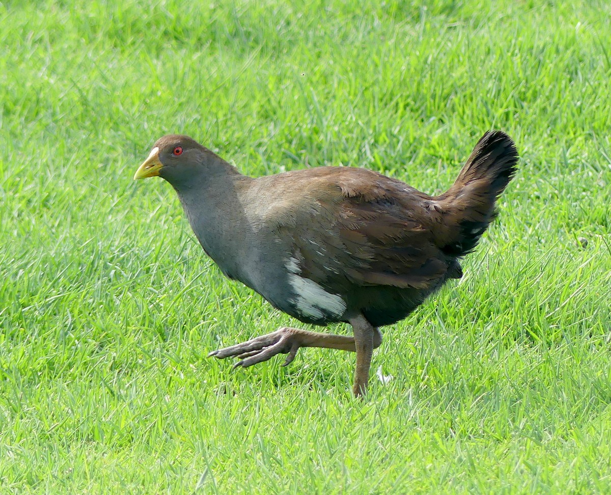 Tasmanian Nativehen - ML642607805