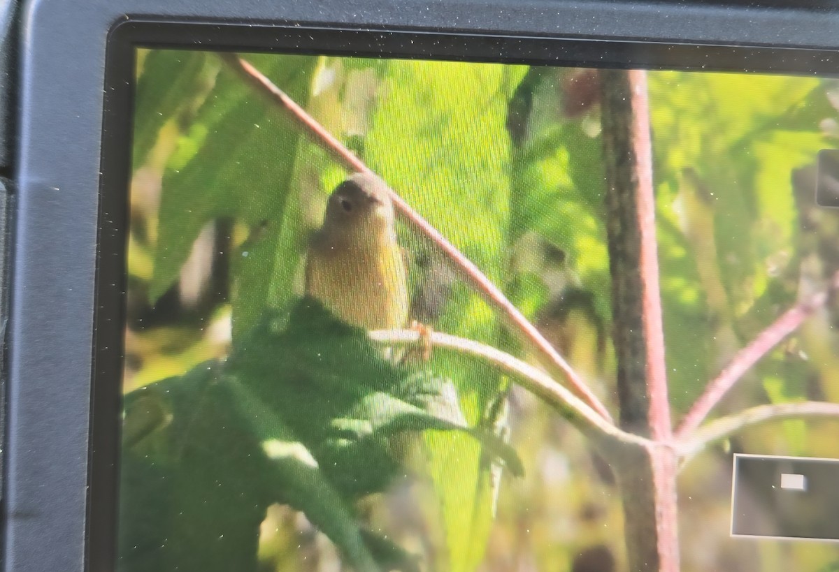 Nashville Warbler - ML642607812