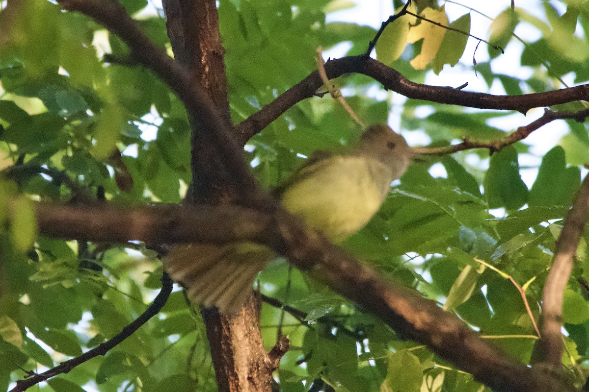 Great Crested Flycatcher - ML642607818