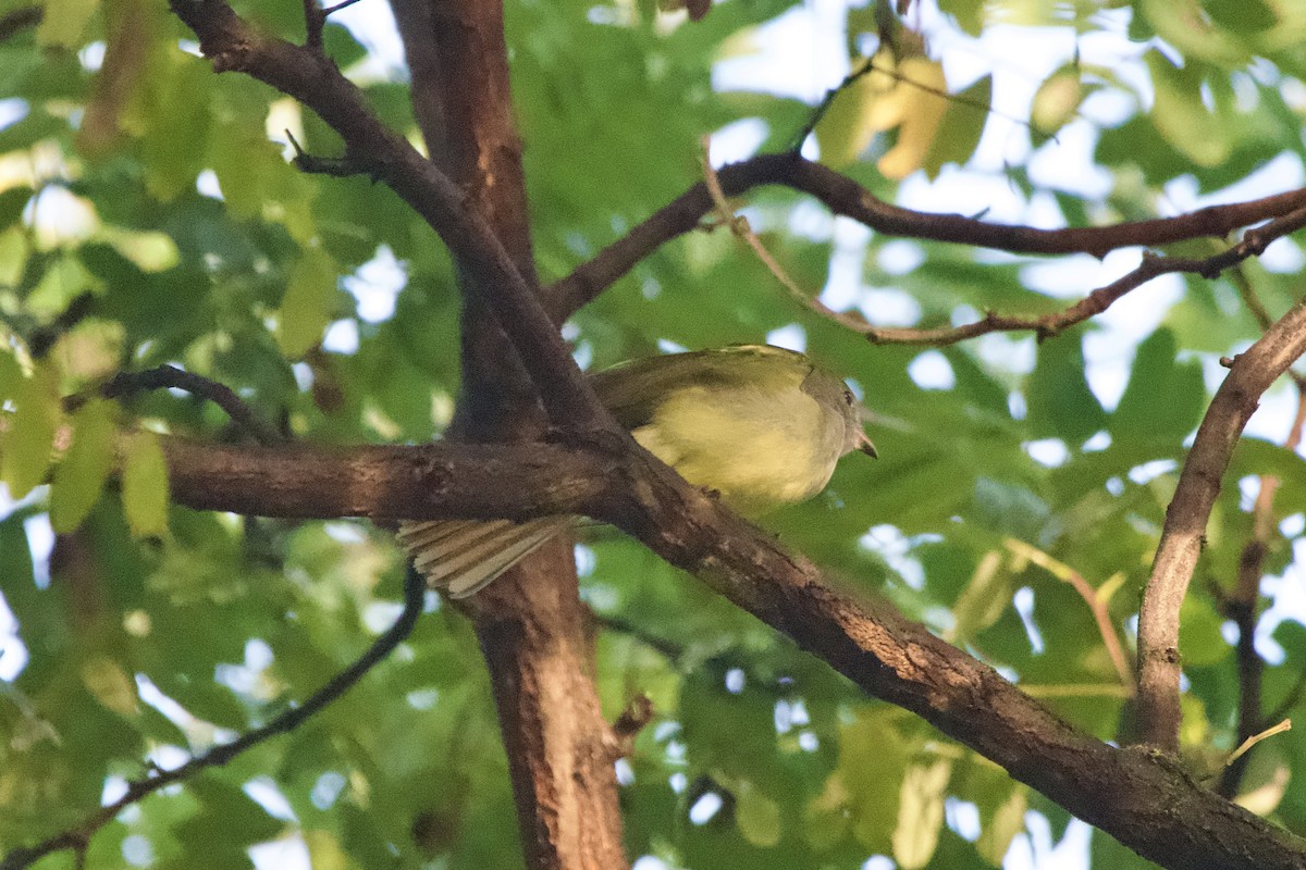 Great Crested Flycatcher - ML642607819