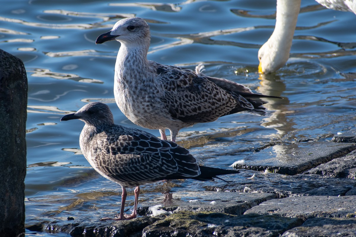 Great Black-backed Gull - ML642607830