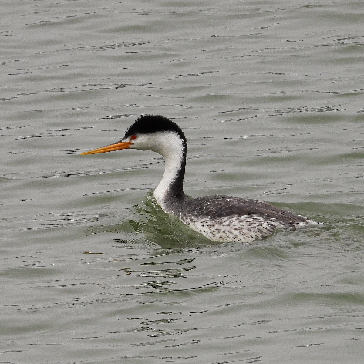 Clark's Grebe - ML642607867