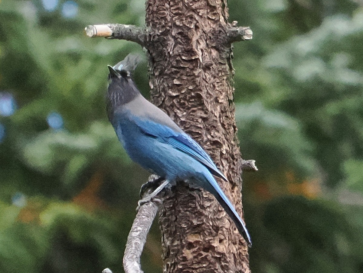 Steller's Jay - ML642607923