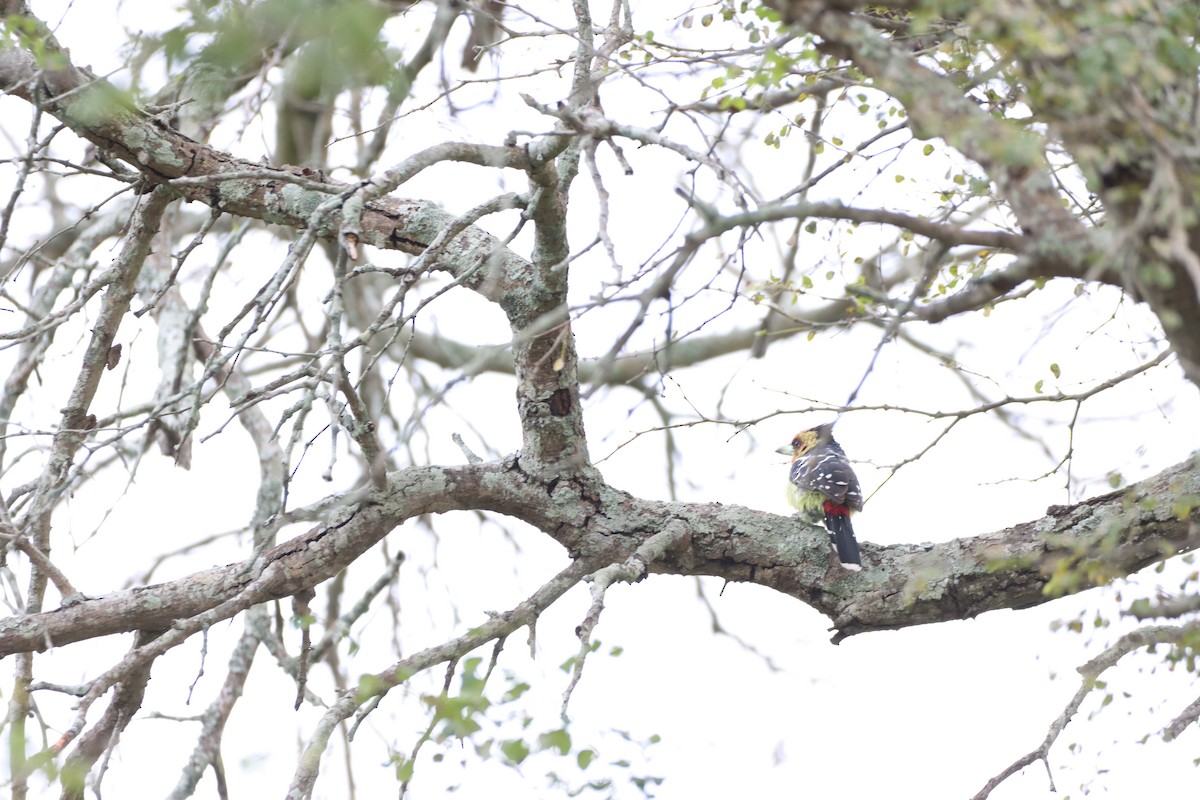 Crested Barbet - ML642607927