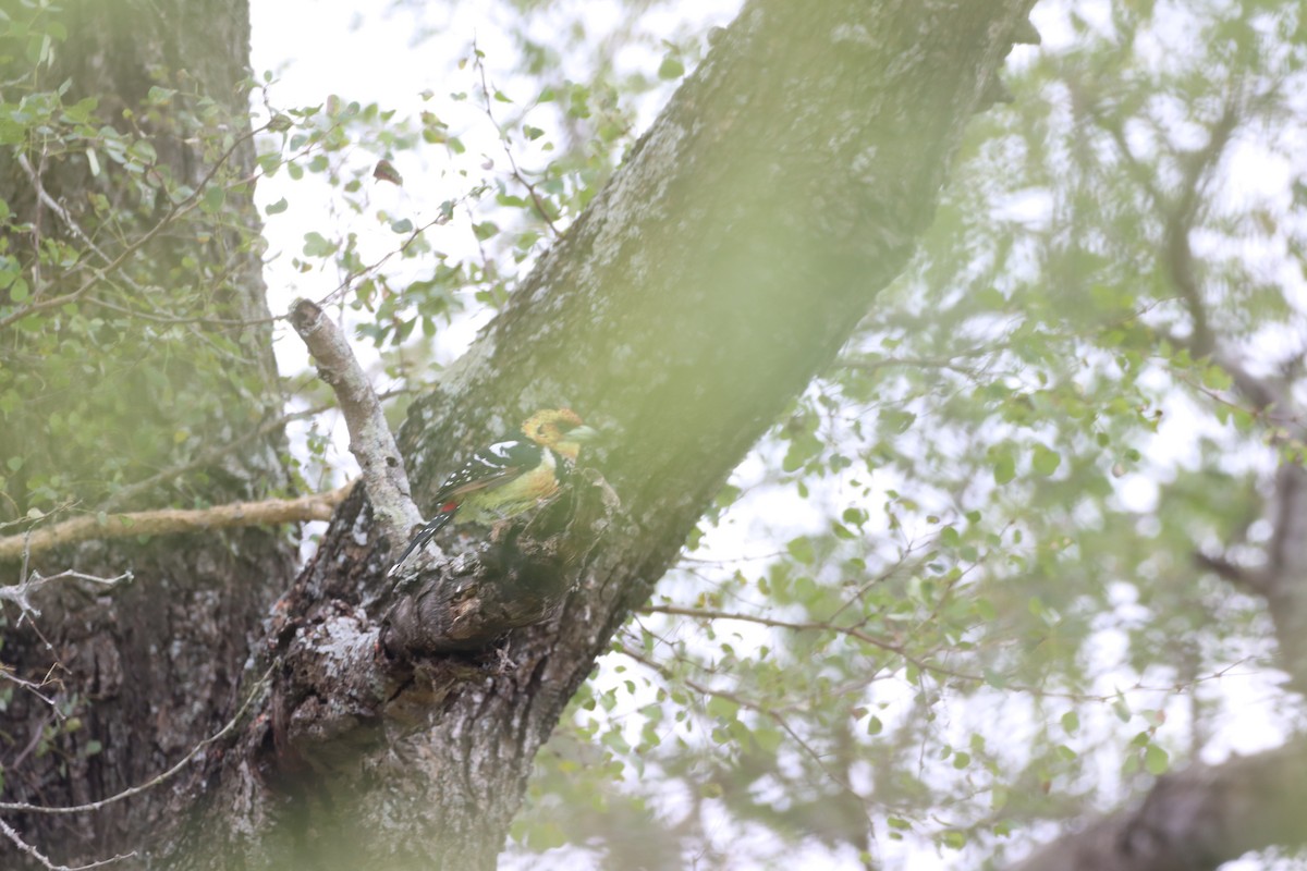 Crested Barbet - ML642607928