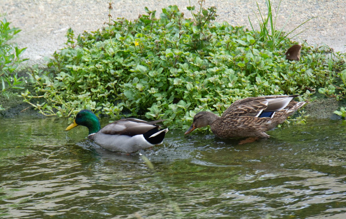 Mallard - ML642607957