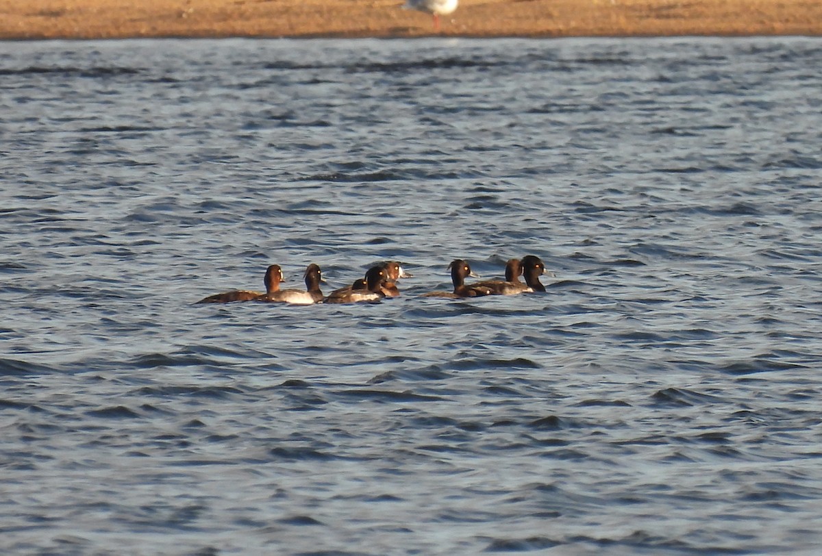 Tufted Duck - ML642607967
