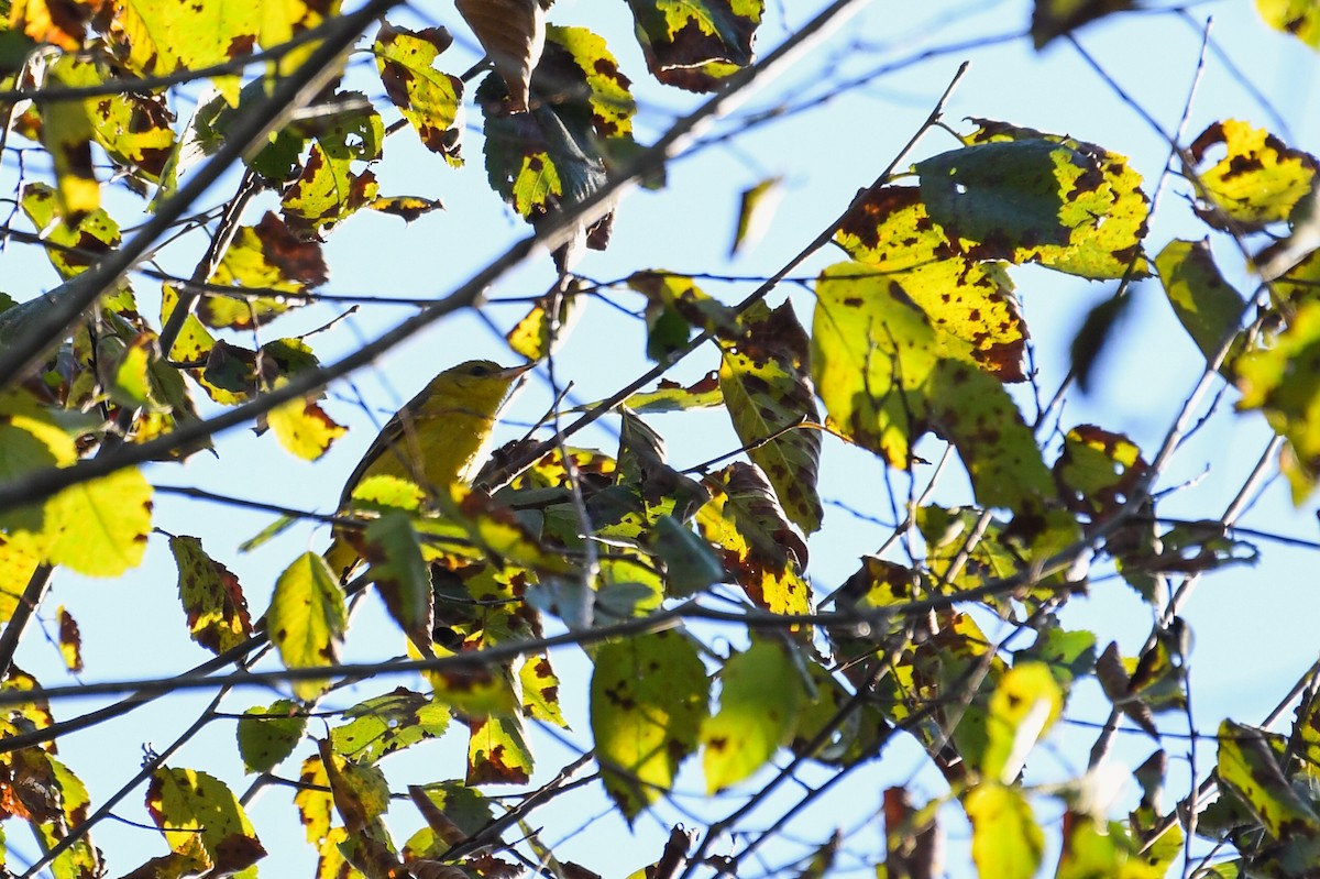 Orchard Oriole - ML642607982