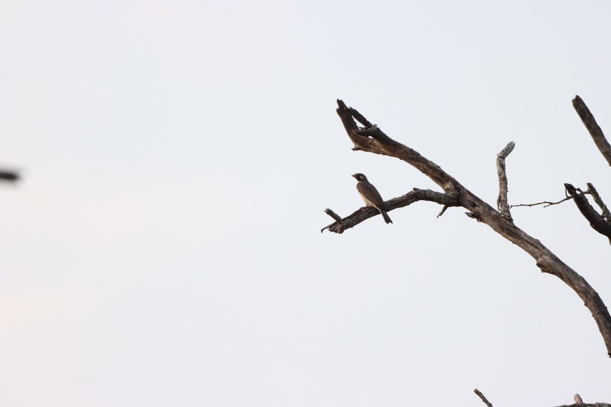 Grand Indicateur - ML642608005