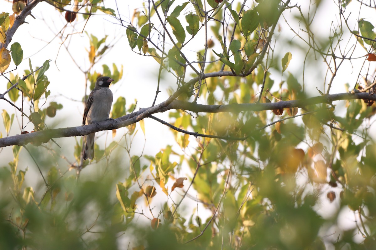 Grand Indicateur - ML642608007