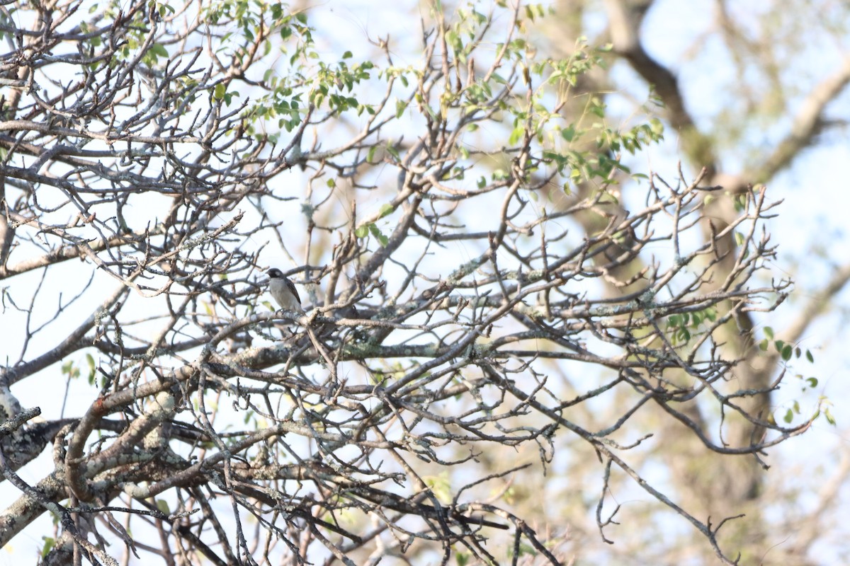 Grand Indicateur - ML642608009