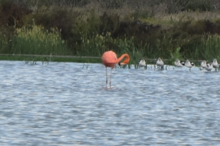 American Flamingo - ML642608010