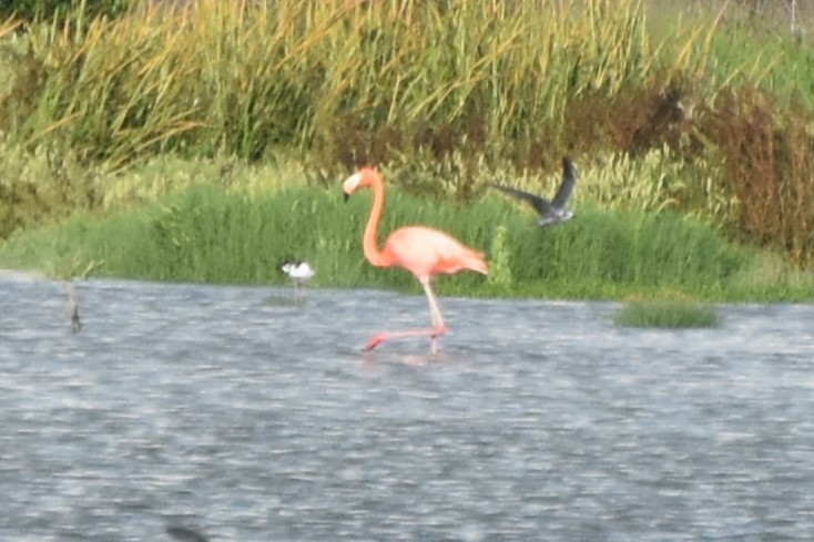 American Flamingo - ML642608011