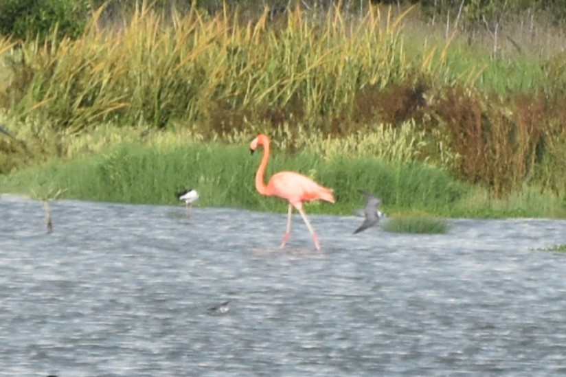 American Flamingo - ML642608012