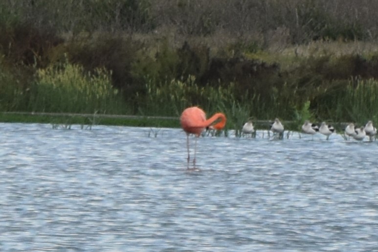 American Flamingo - ML642608013
