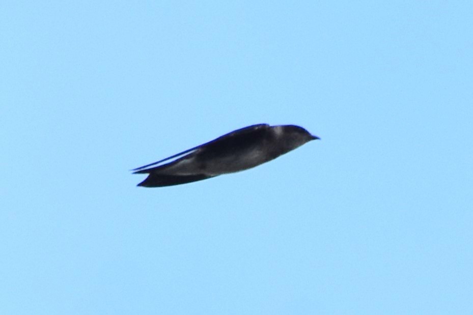 Purple Martin - ML642608068