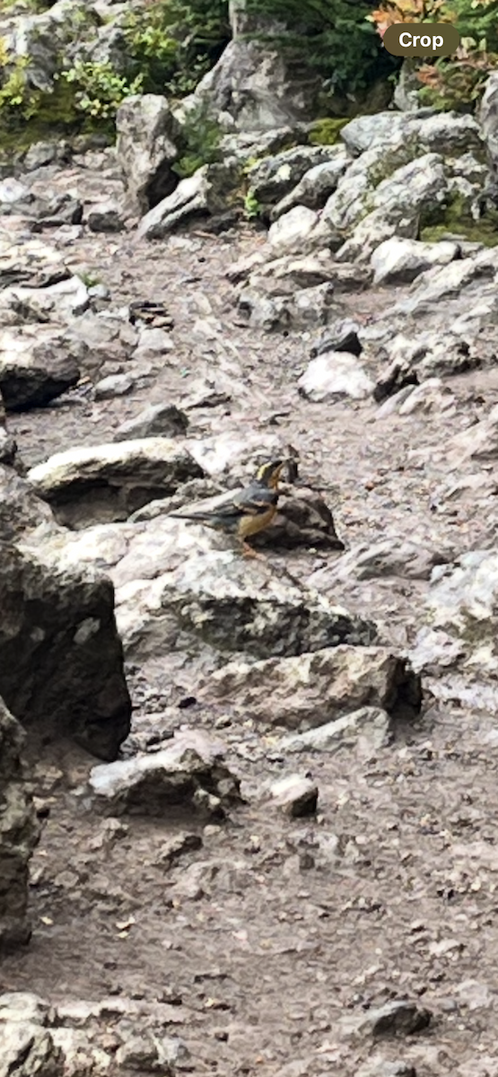 Varied Thrush - ML642608071