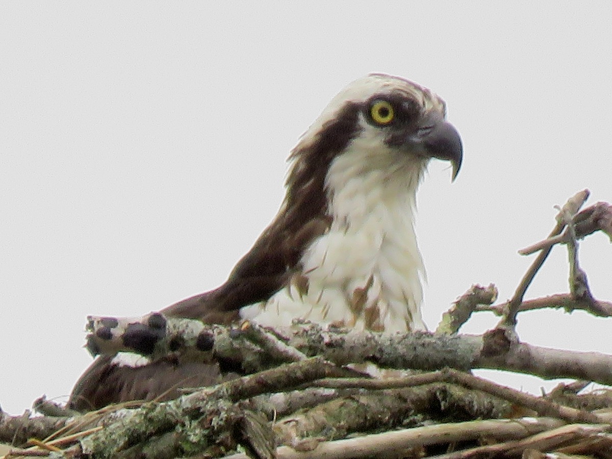 Balbuzard pêcheur - ML642608079